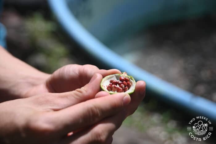 person holding a pod with red seeds inside