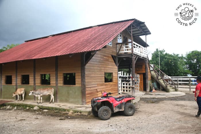 A barn with some cows and a quad outside