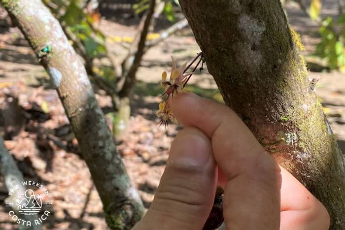 Baby Chocolate Pod