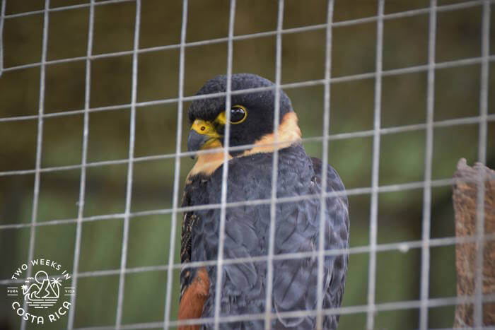 Bat Falcon