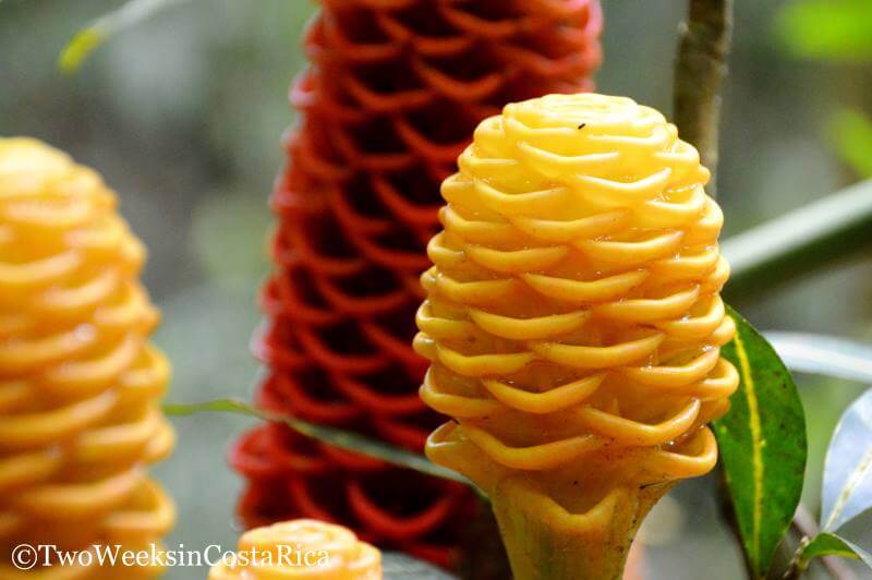 Red and Yellow beehive ginger flowers