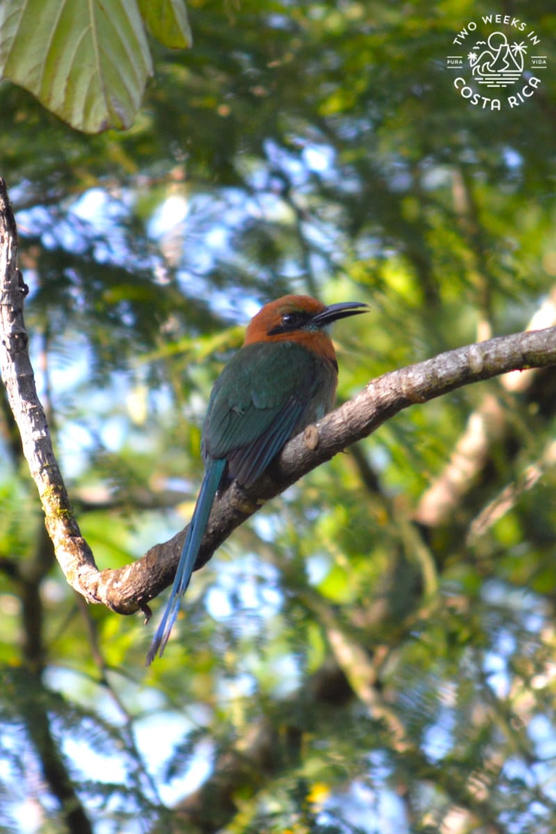 a broad billed mot mot in Puerto Viejo de Sarapiqui Costa Rica