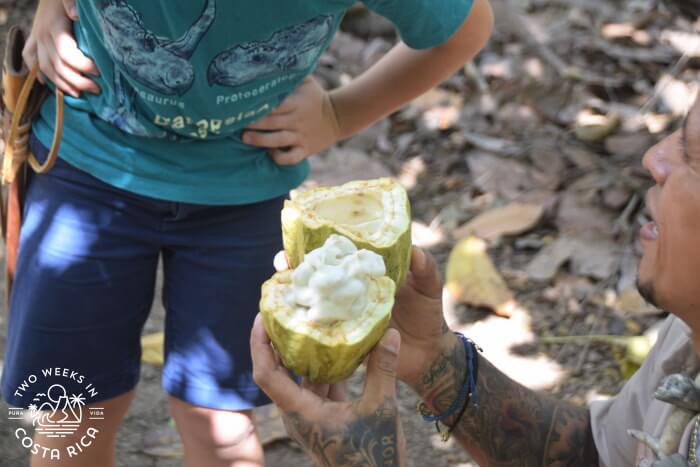 Mature Cacao Pod