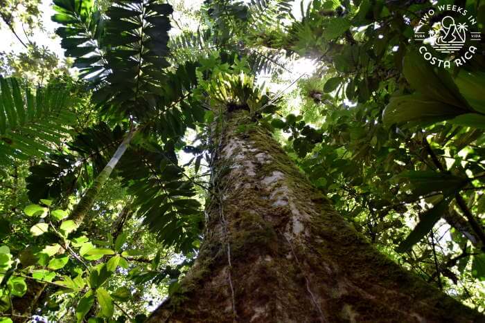 Huge Tree Mistico