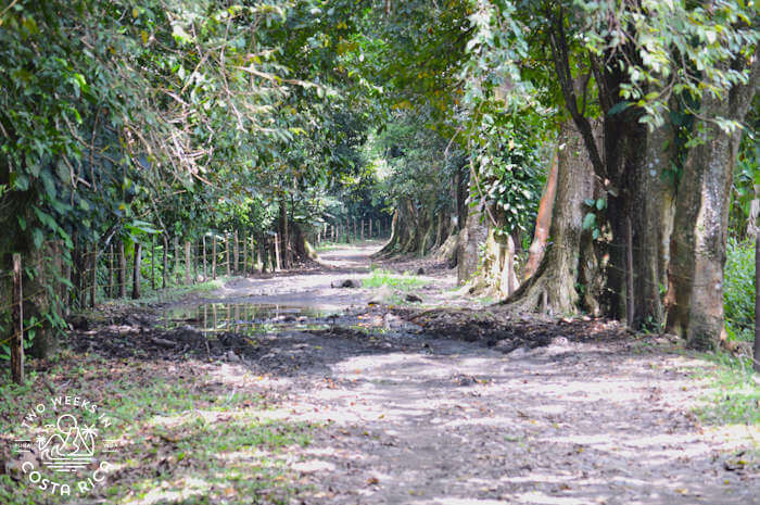 View of trail/road