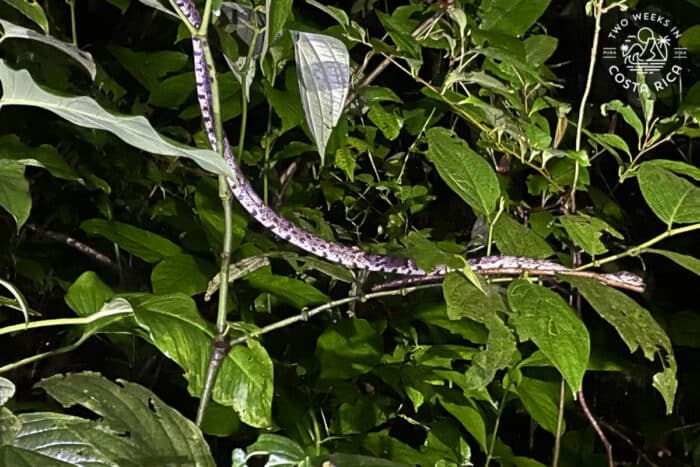 Skinny black and white snake in a bush