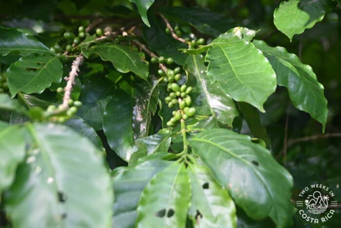 Green coffee fruits growing on a bush