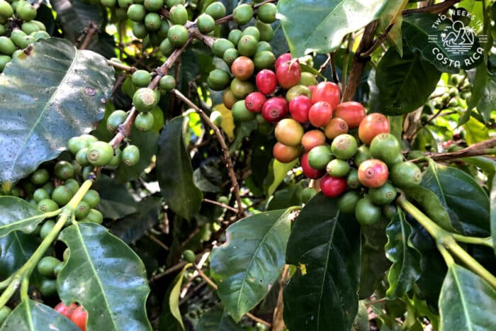 red coffee cherries on a bush