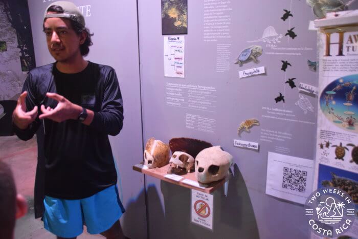 Sea turtle skulls 
