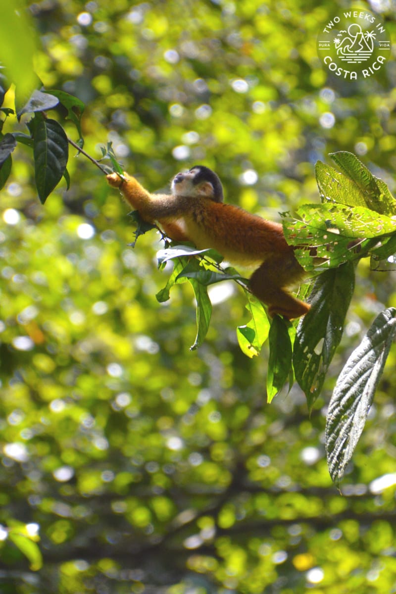 a squirrel monkey climbing a vine in corcovado national park