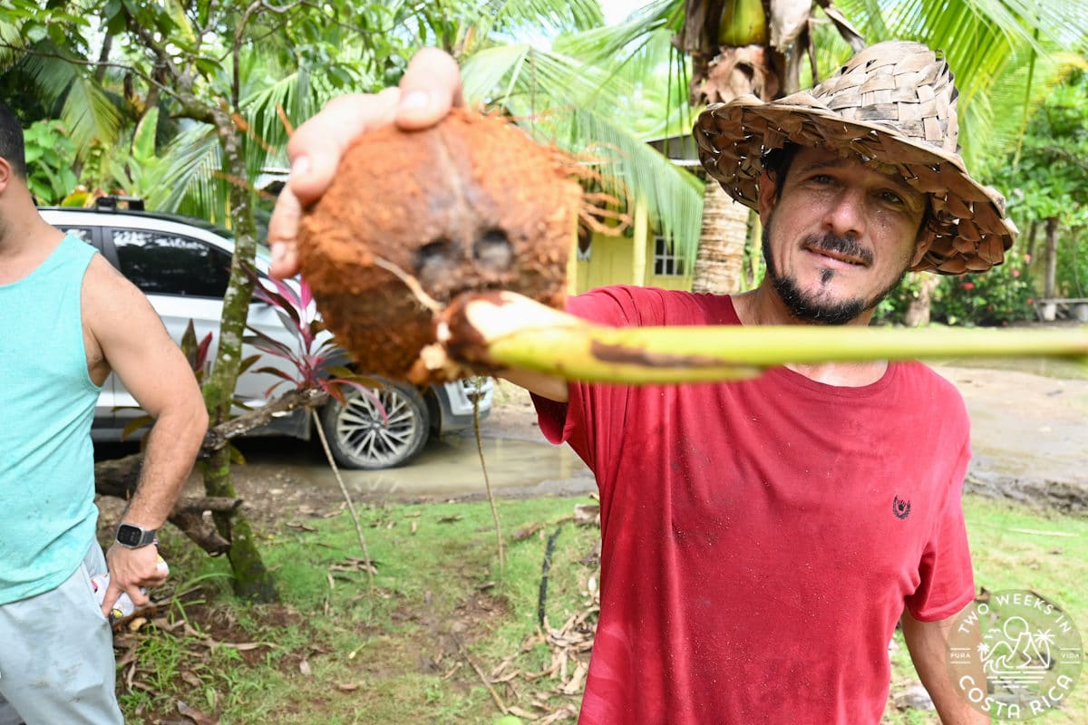 Man with a straw hat holding up a coconut in Costa Rica