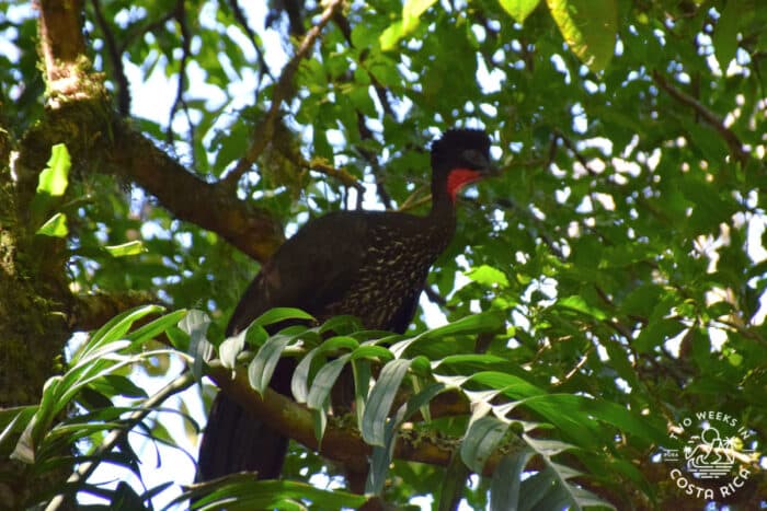 A large turkey-sized bird on a branch