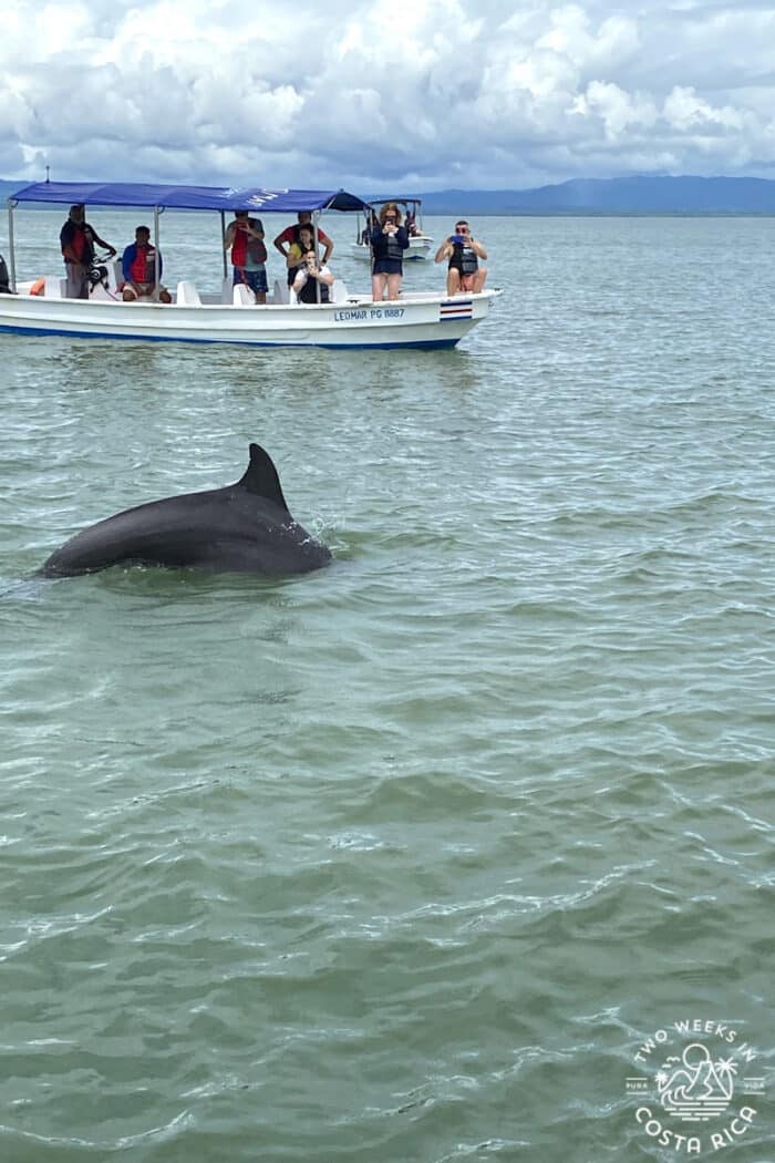 a dolphin surfacing in the ocean with people on a boat in the background