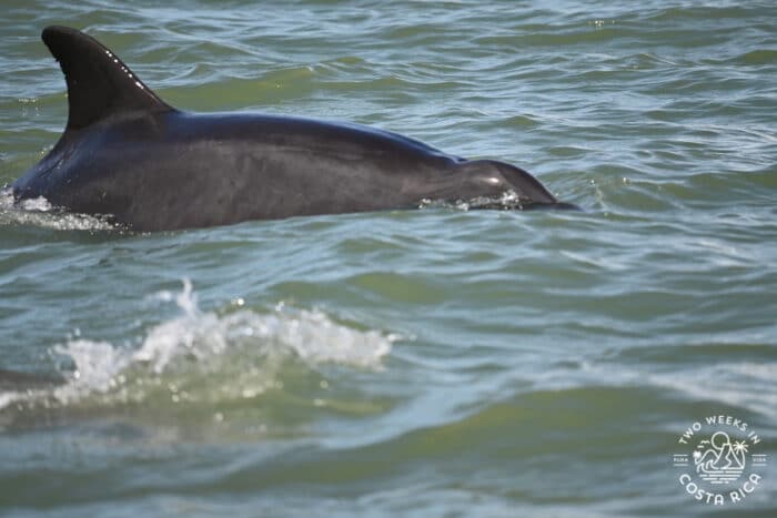 a dolphin surfacing on the water