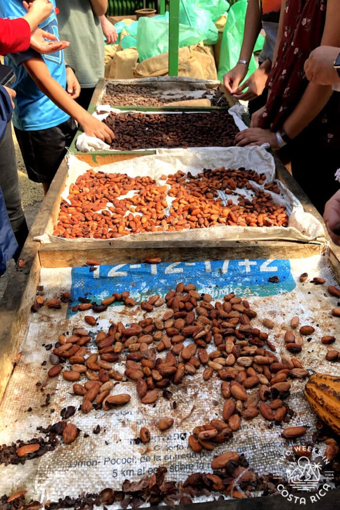 chocolate being dried during production