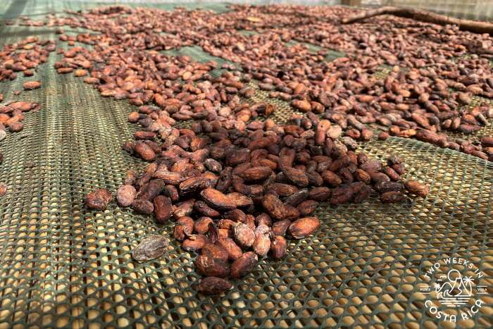 Drying Process