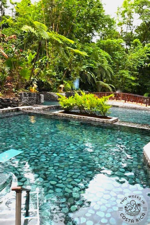 manmade pool with green water and plants