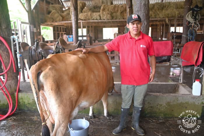 Man with red shirt standing next to a cow in a barn in Costa Rica