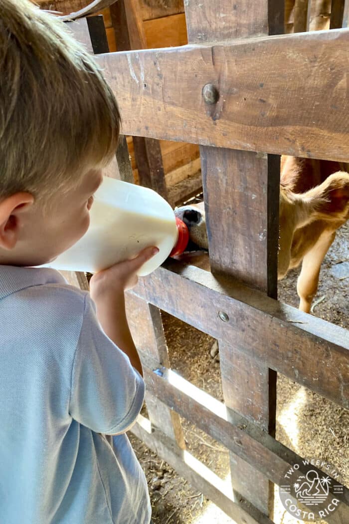 Young boy feeding a bottle of milk to a calve