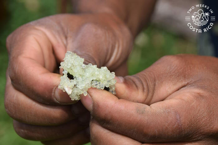 Finger lime