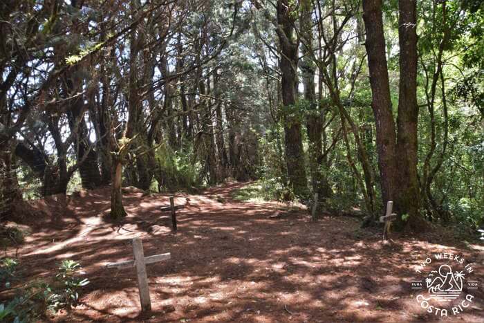 Forest Trail