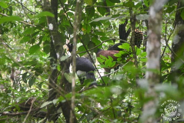 large birds on the ground with forest in front of them