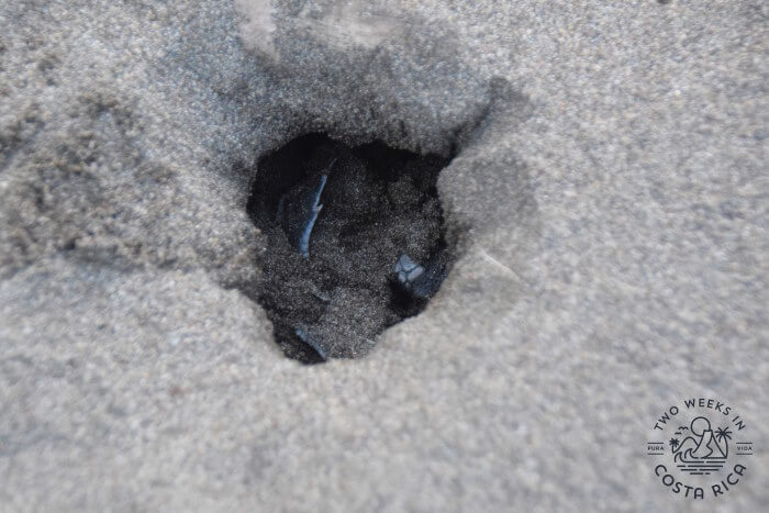 Turtle Nest Tortuguero