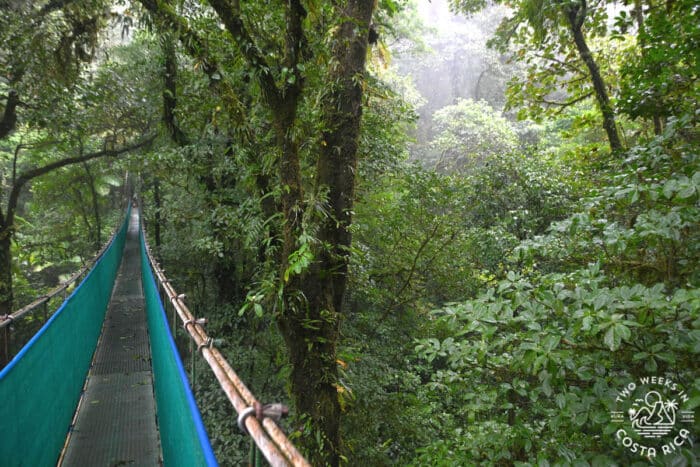 A green suspension bridge through the jungle treetops