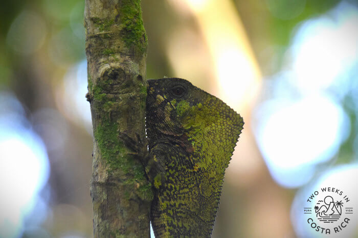 Iguana with crested head clinging to a branch