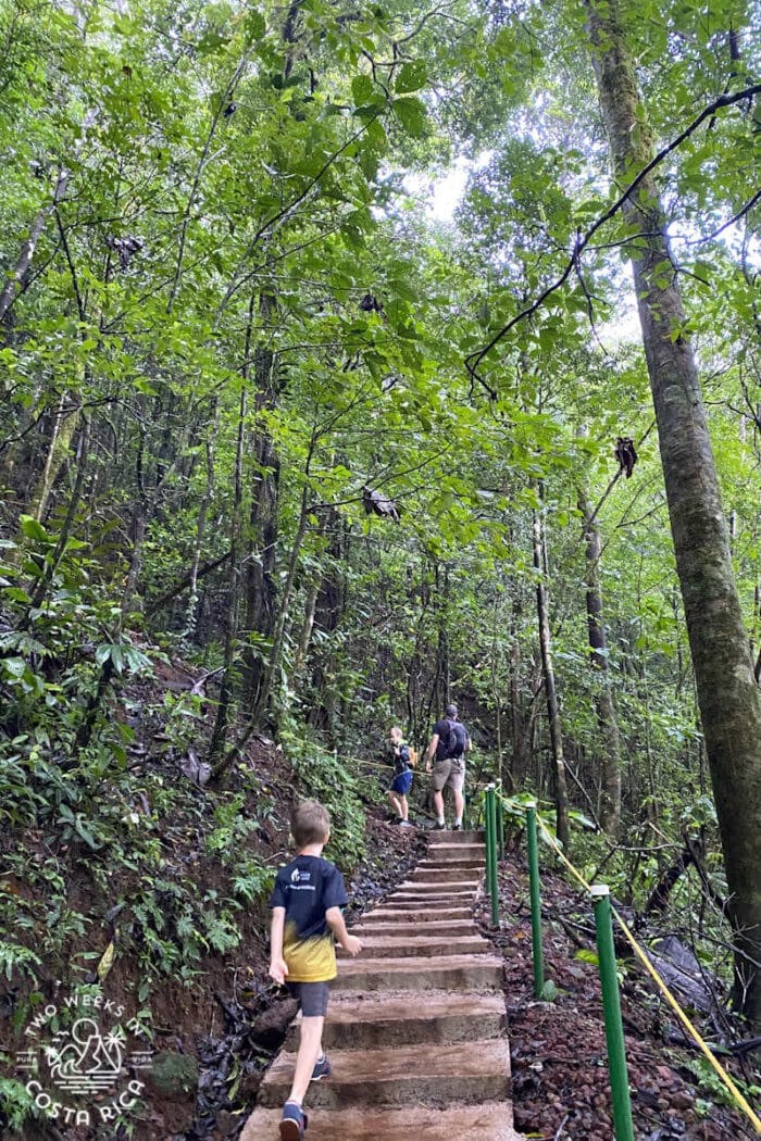 A rustic set of steps through the forest