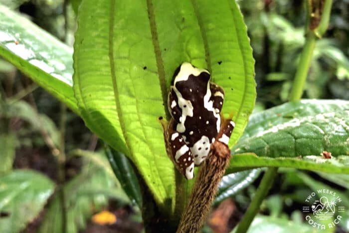 black and white frog with hourglass shape on its back on a leaf
