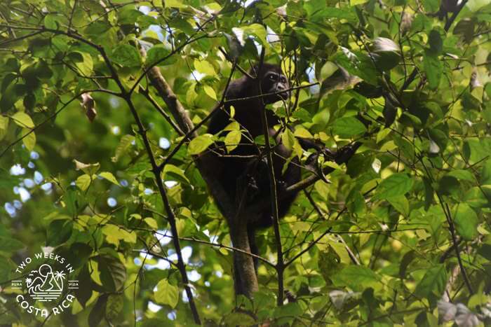 Mono Congo