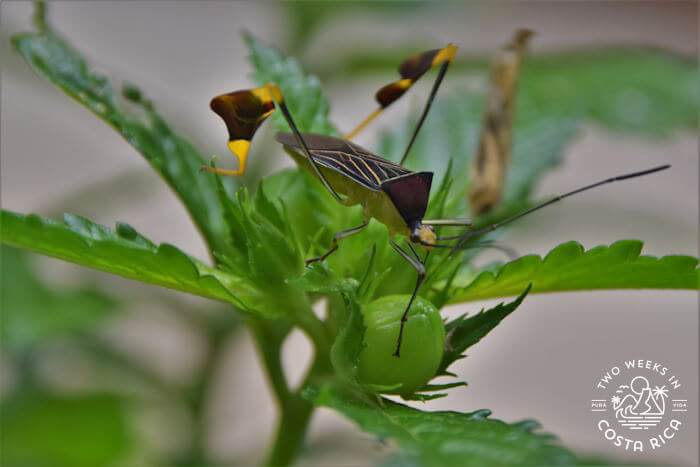 Insect 