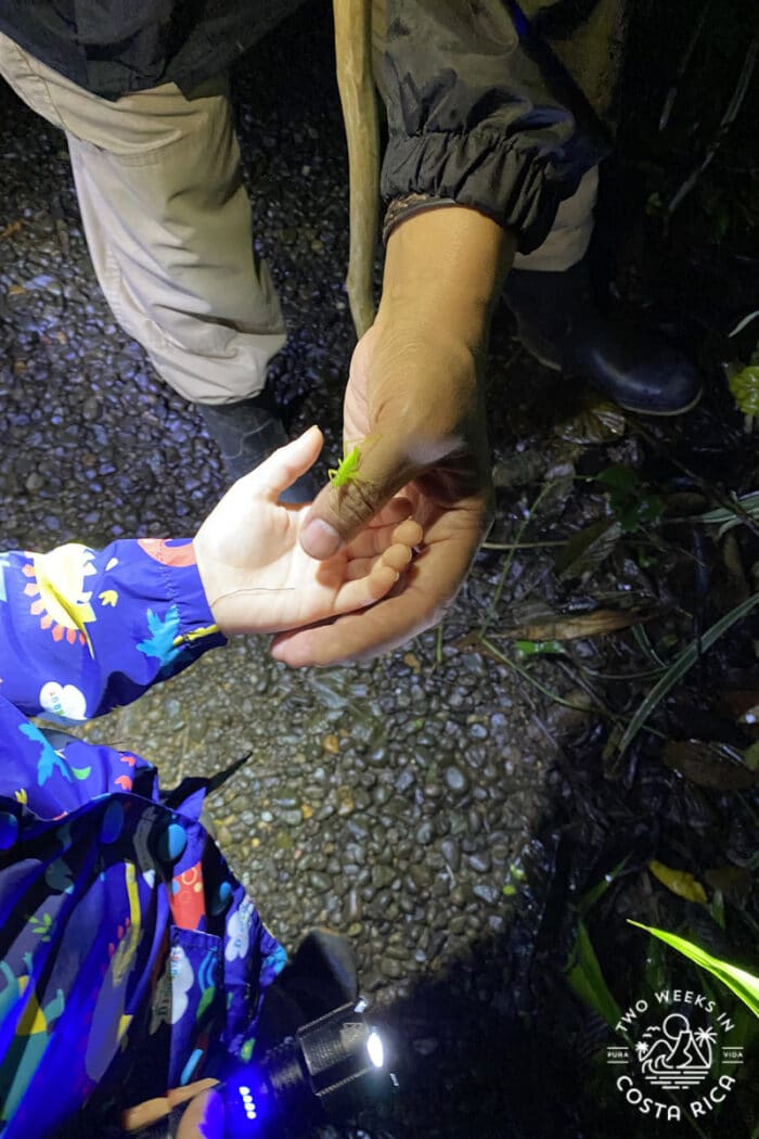Adult and child hands holding a small insect