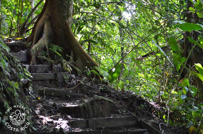 rustic steps going around a tree