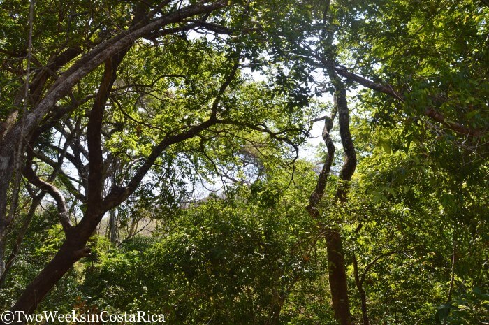 Lush, green trees at Lomas Barbudal 
