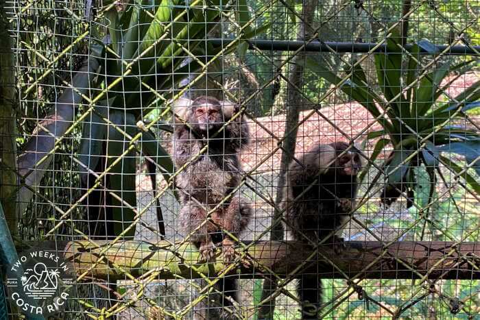 Marmosets