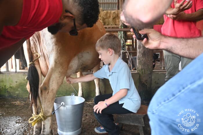 A young boy sitting on a stool while milking a cow