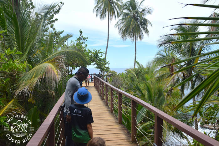 A wooden boardwalk surrounded by palm trees