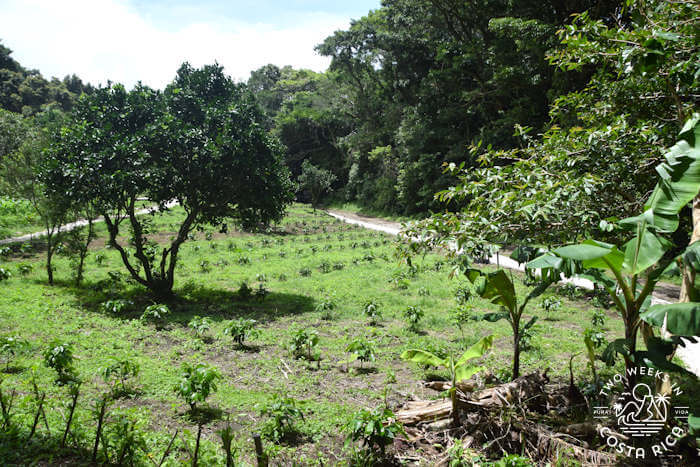 Coffee fields