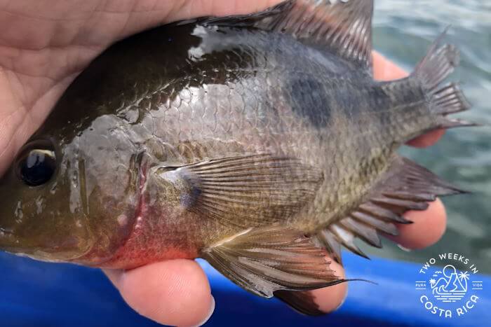 Mojarra Lake Arenal