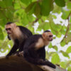 Manuel Antonio National Park (Group Tour)