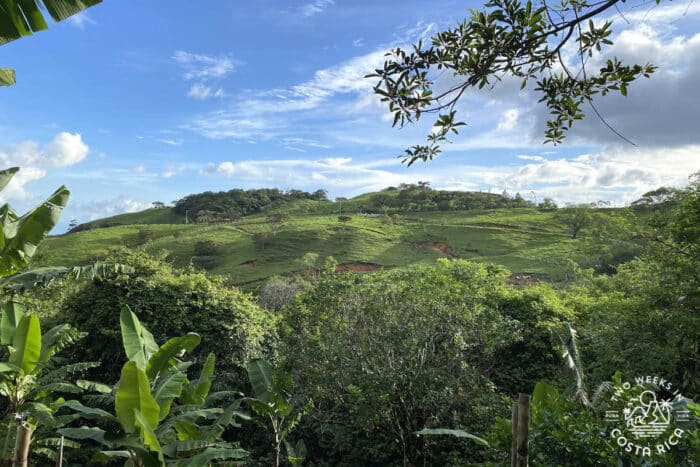 View of a green farm field in Monteverde, Costa Rica with banana leaves in the foreground