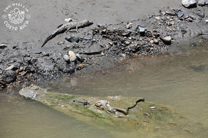 Mother Crocodile