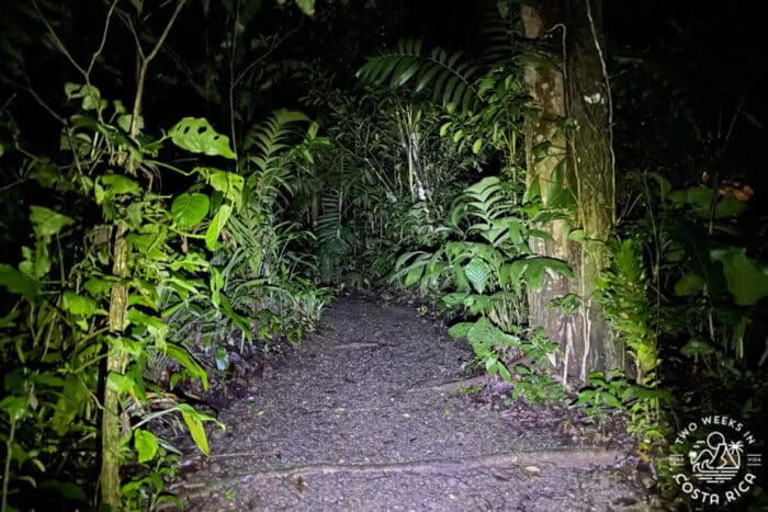 Gravel trail through rainforest at night