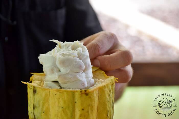 Cacao in pod