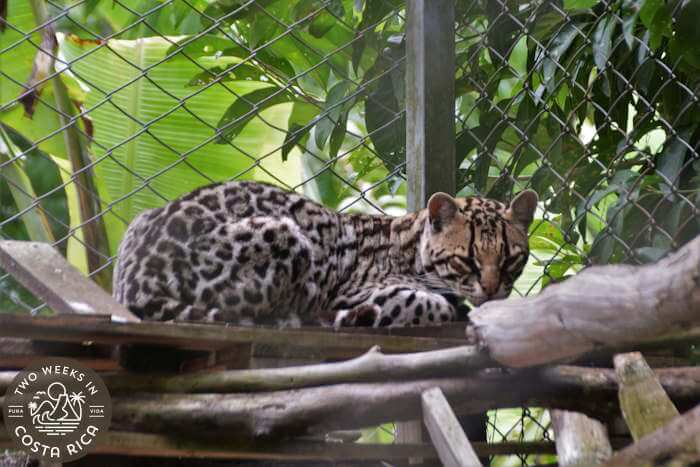 Oncilla big cat