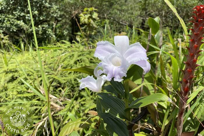 Flor un dia