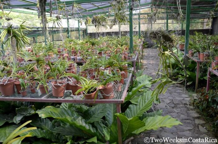 Tables with hundreds of orchids in pots with orchids also hanging overhead