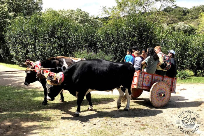people riding in a costa rican oxcart at a coffee farm